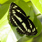 My image