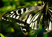My image