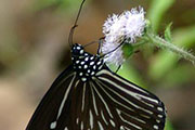 My image