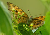 My image