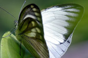 My image