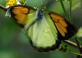 My image
