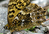 My image