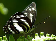 My image
