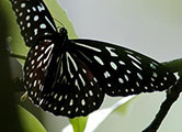 My image