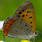 My image