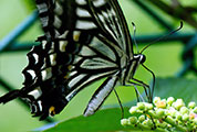 My image