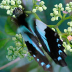 My image