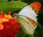 My image