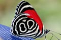 Nymphalidae - Biblidinae