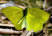 My image