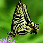 My image