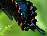 My image