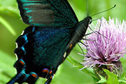 My image