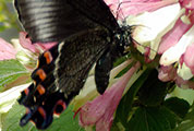 My image