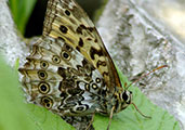 My image
