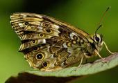 My image
