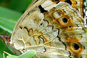 My image