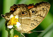 My image