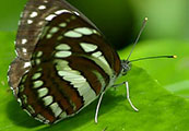 My image