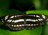 My image