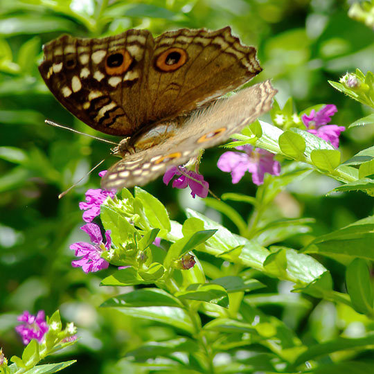 My image