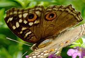My image