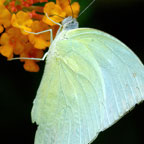 My image
