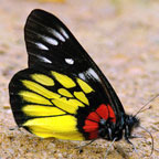 My image