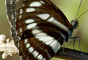 My image