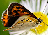 My image