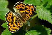 My image