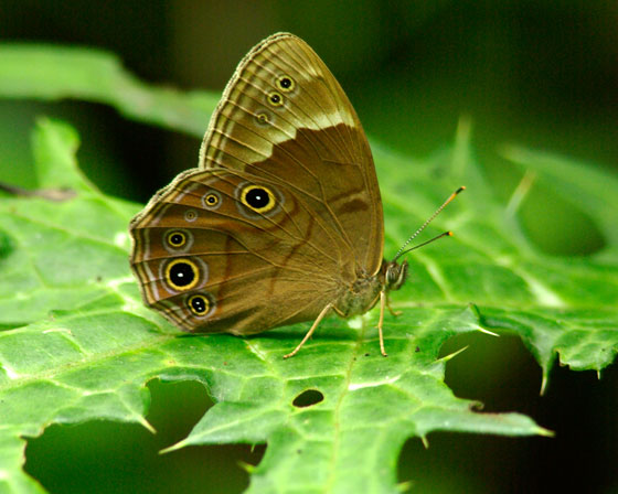 My image