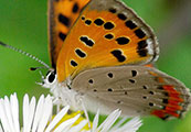 My image