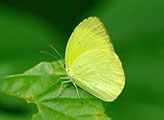 My image
