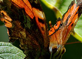 My image