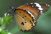 My image