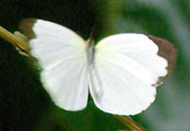 My image