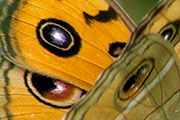My image