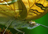 My image