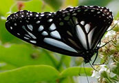 My image