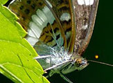 My image