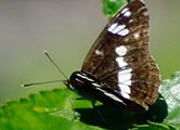 My image