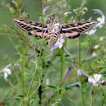 White Lined Sphinx Striped Hawk Moth Hylas Lineata アカオビスズメ