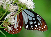 My image