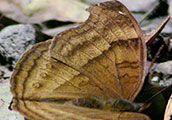 My image