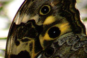 My image