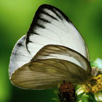 My image