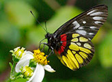 My image