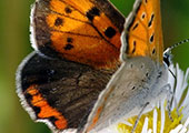 My image